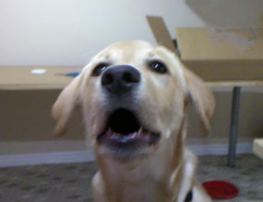 My Yellow Lab Nucci